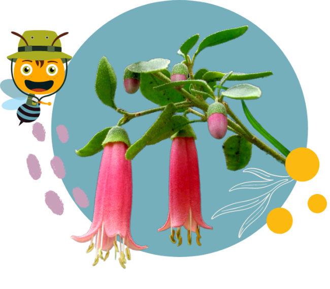 Hanging pink bell flowers with a graphic of a bee to the left