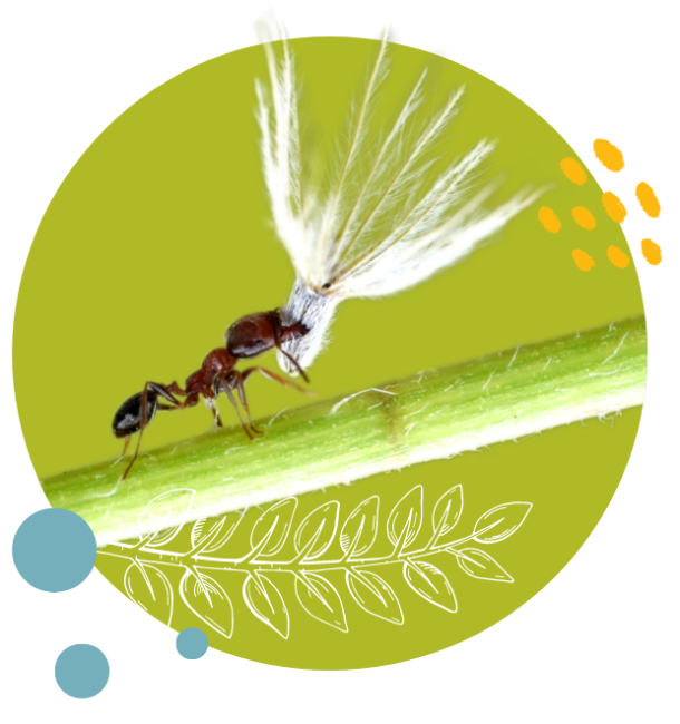 An ant carrying a large, white seed with feather-like shoots, walking along a green plant stem